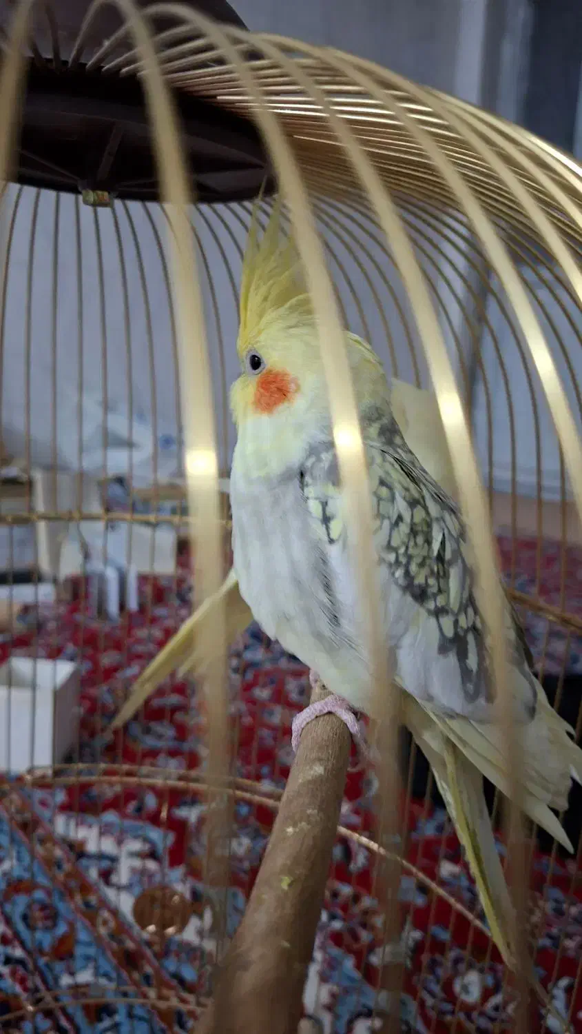 عروس هلندی|پرنده|نورآباد, |دیوار