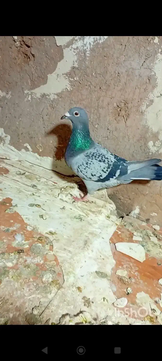 سینه سفید|پرنده|تربت‌حیدریه, حیدرآباد|دیوار