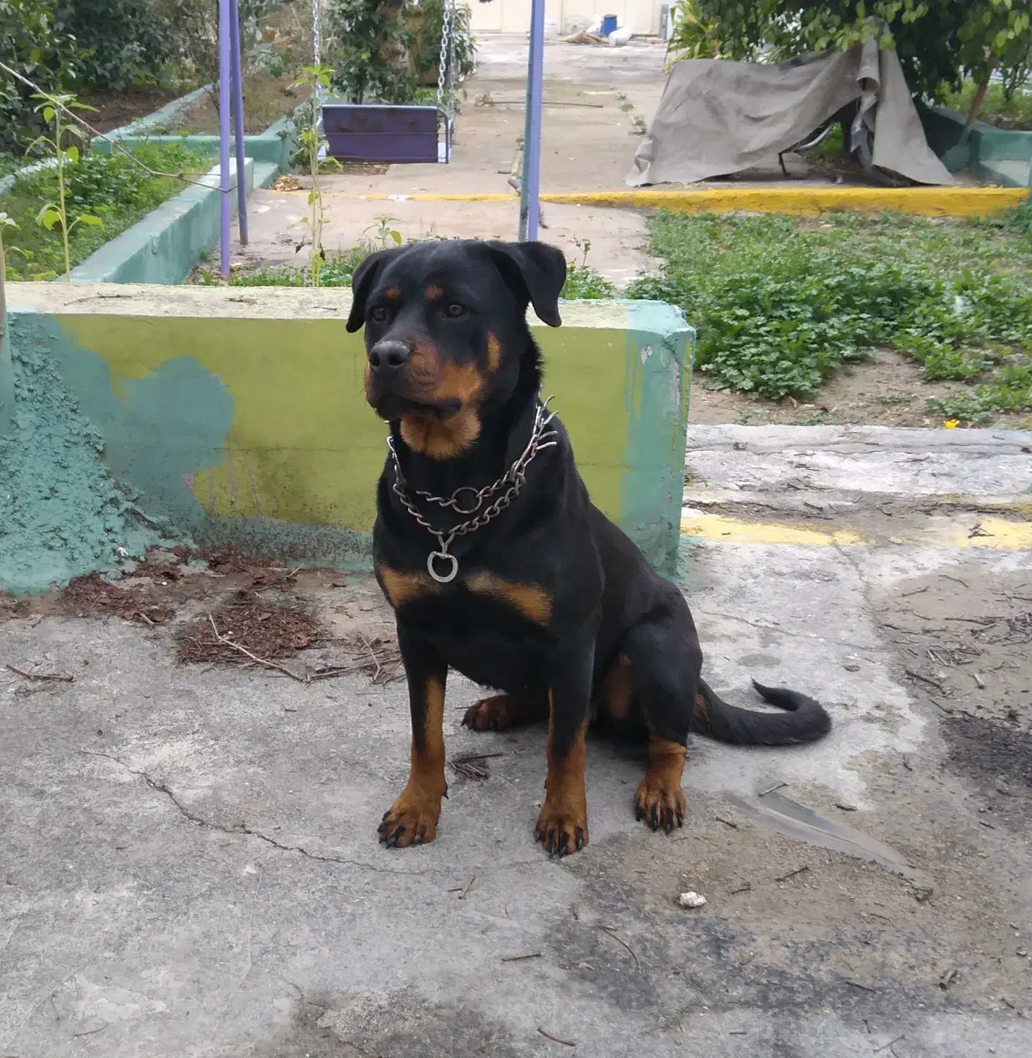 سگ روتوایلر اصیل|سگ|کازرون, |دیوار