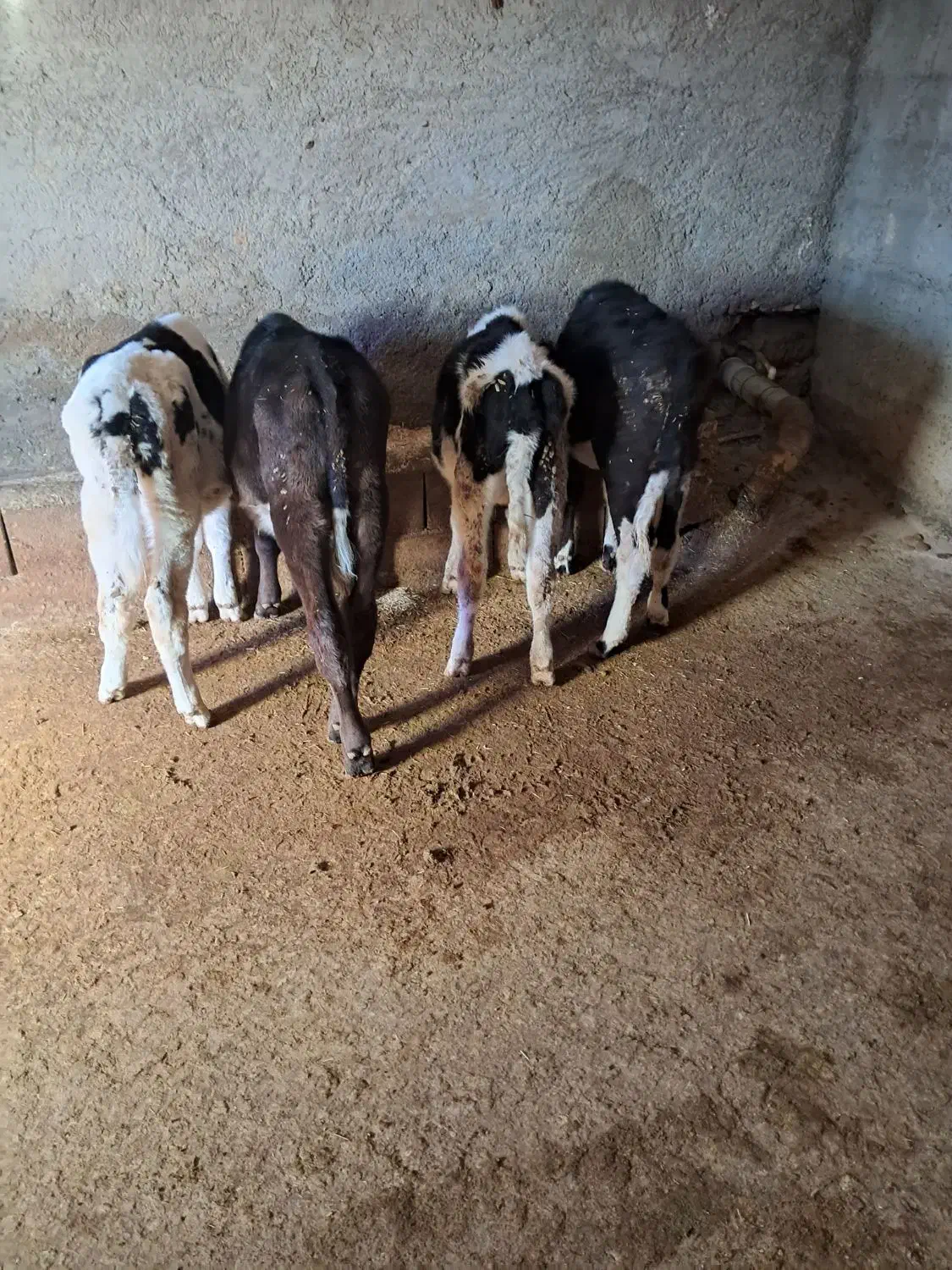 گوساله نر ماده|حیوانات مزرعه|خانمیرزا, |دیوار