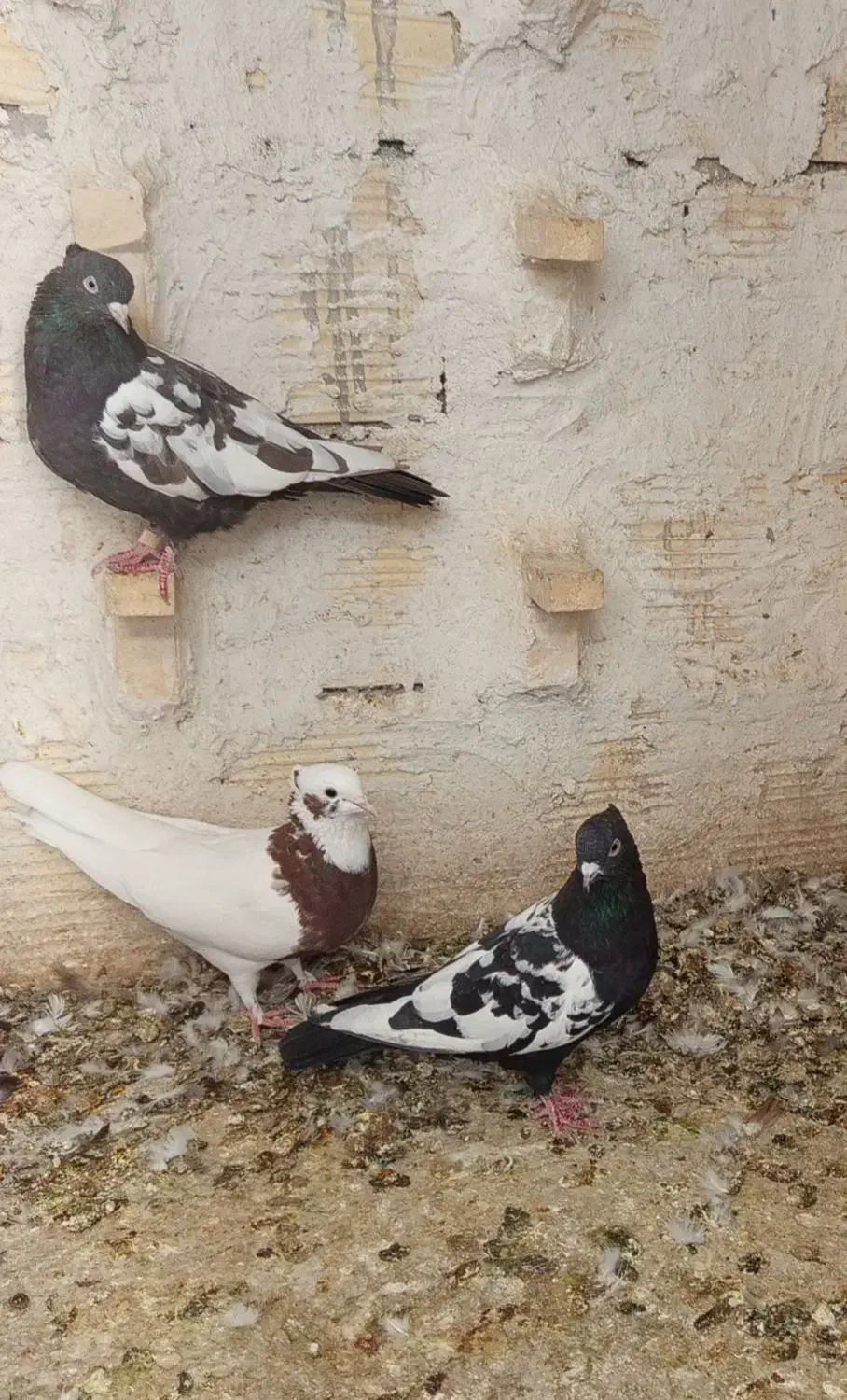 کبوتر ماده سینه سرکه ای|پرنده|شیراز, شیخ علی چوپان|دیوار