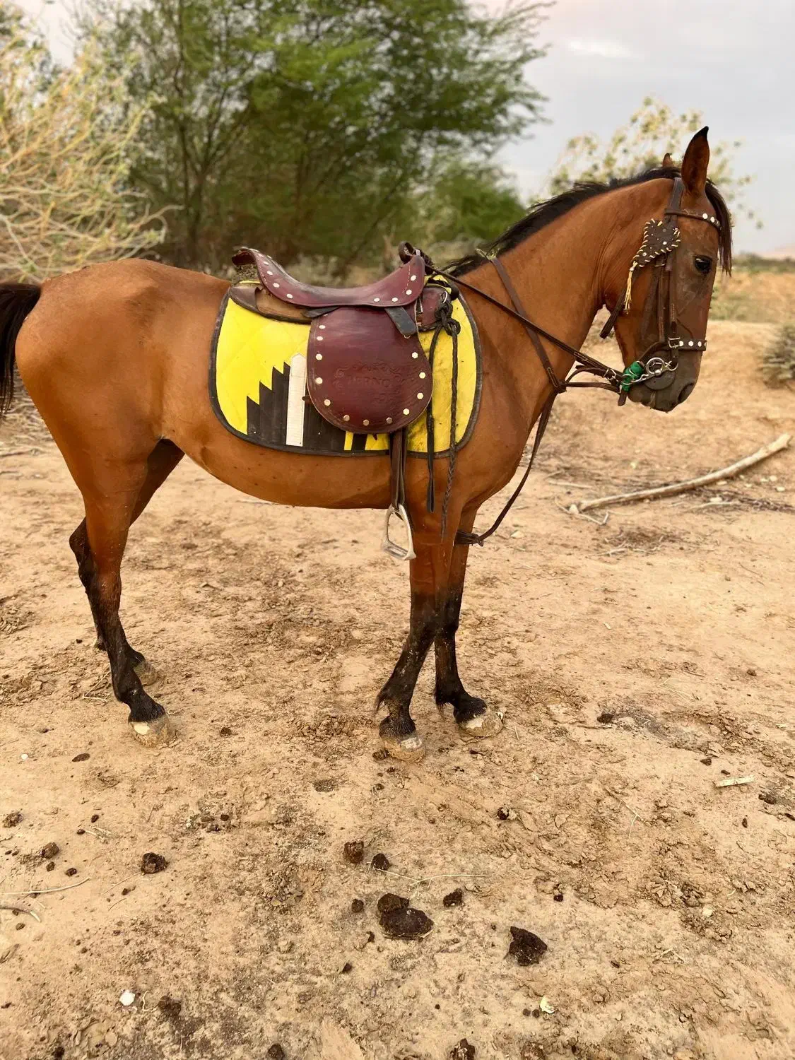 اسب مادیان سواری دار پر خون|اسب و تجهیزات اسب‌سواری|لامرد, |دیوار