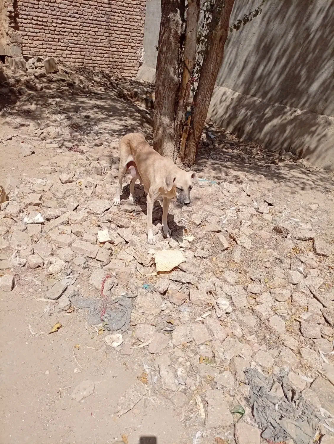 سهرابی|سگ|اسدآباد, |دیوار