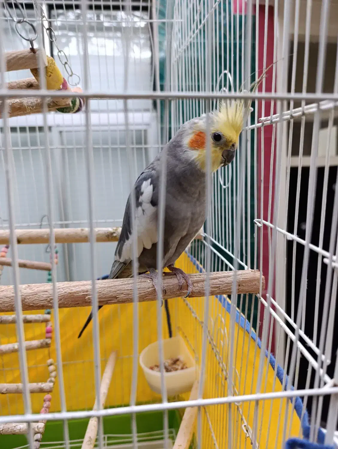 عروس هلندی نر -ابلق سینامون|پرنده|اسدآباد, |دیوار