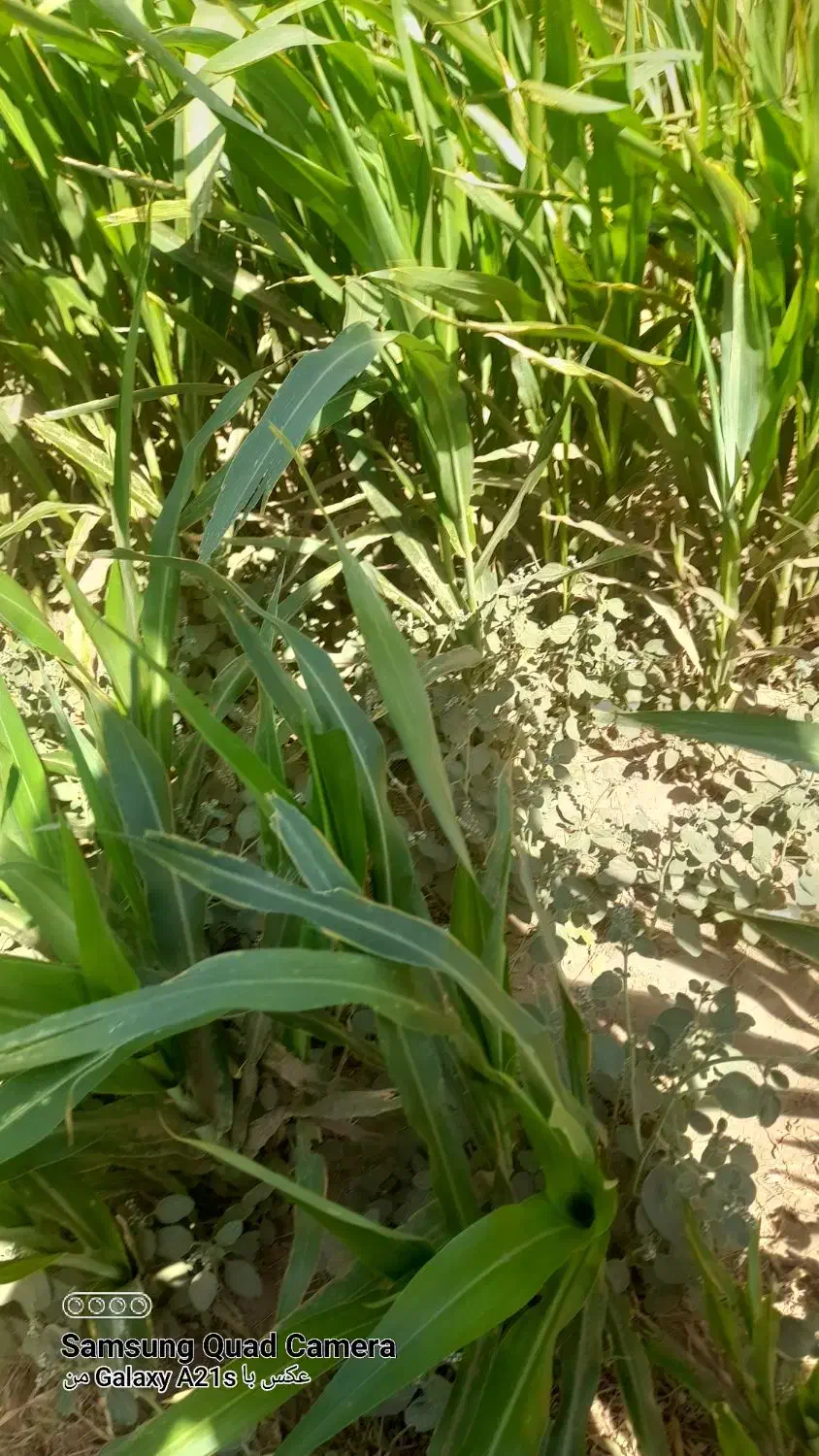 اب زمین کشاورزی چاهداشی|اجارهٔ دفتر صنعتی، کشاورزی، تجاری|نهبندان, |دیوار