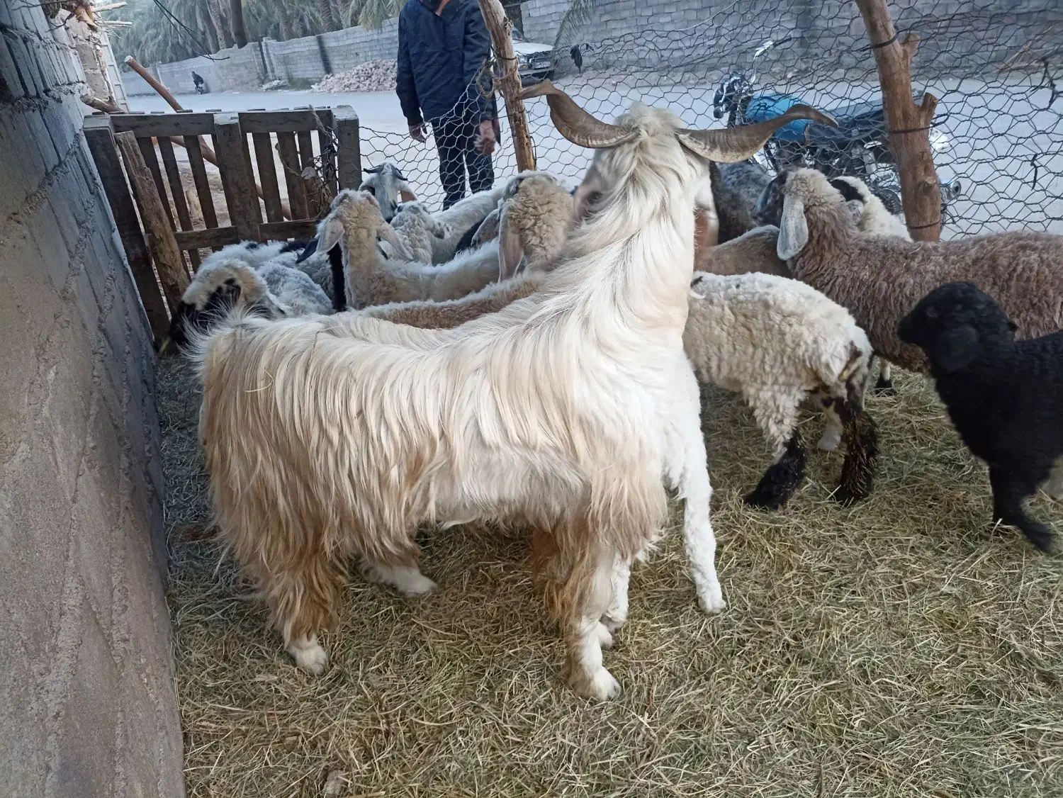 چپش نری گوشتی|حیوانات مزرعه|گنبکی, |دیوار