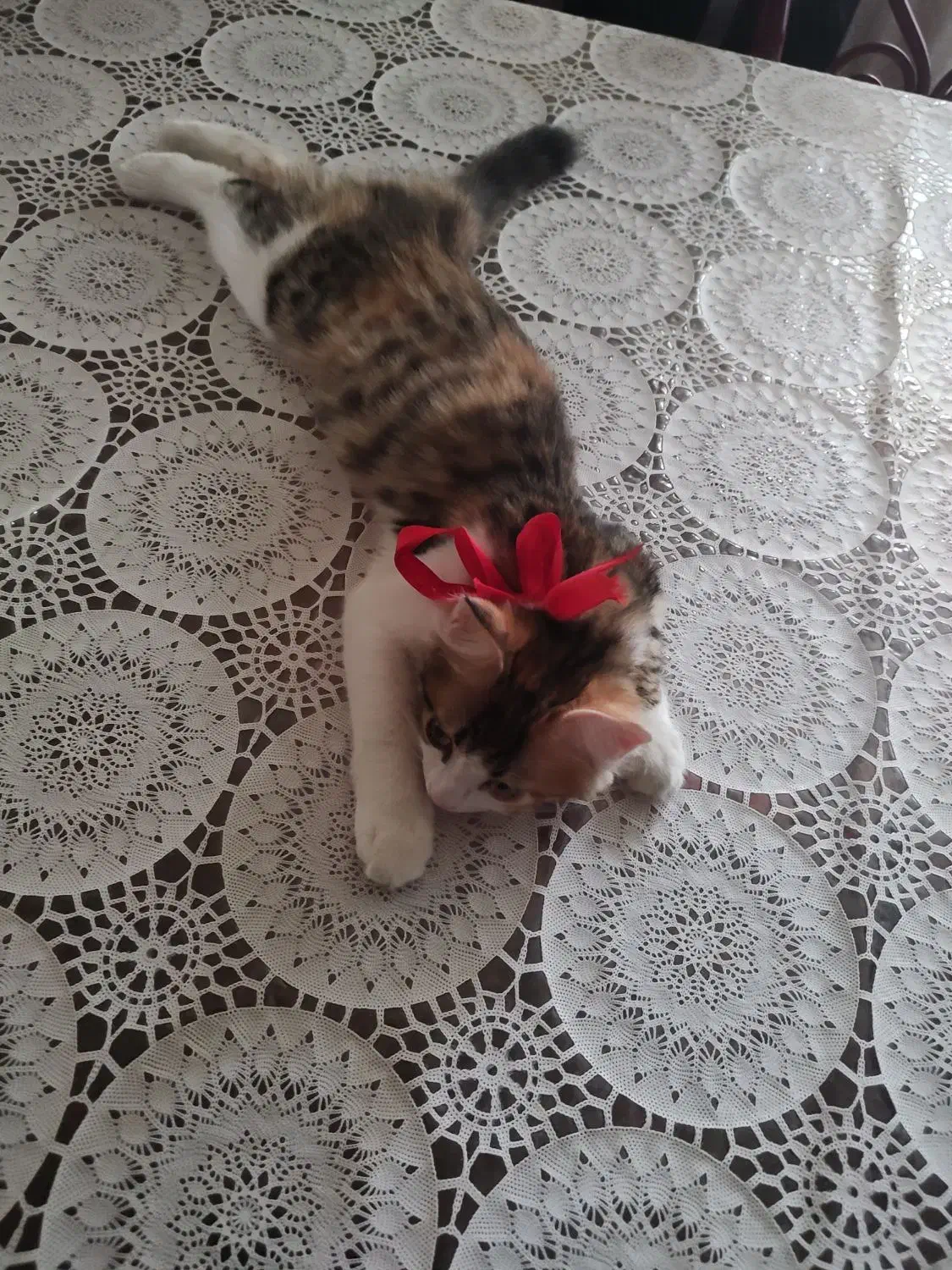 گربه DLH|گربه|اردبیل, |دیوار