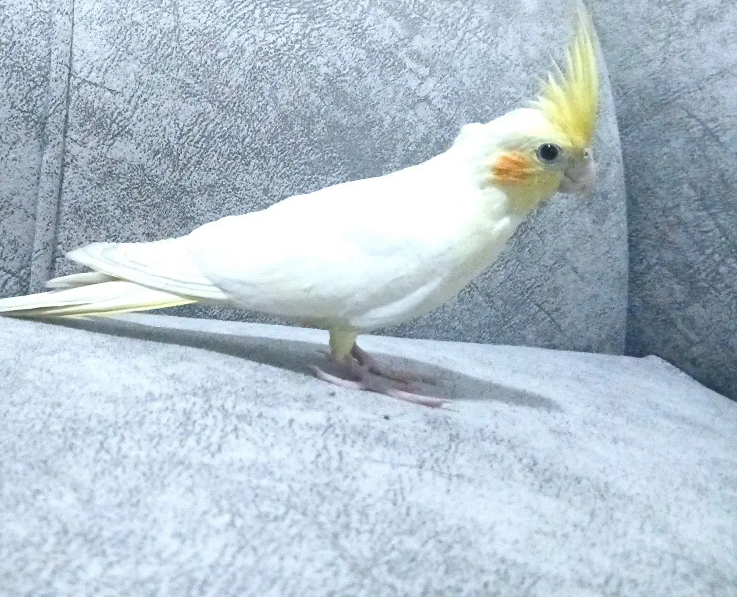 هرکس هلندی نر|پرنده|سرایان, |دیوار