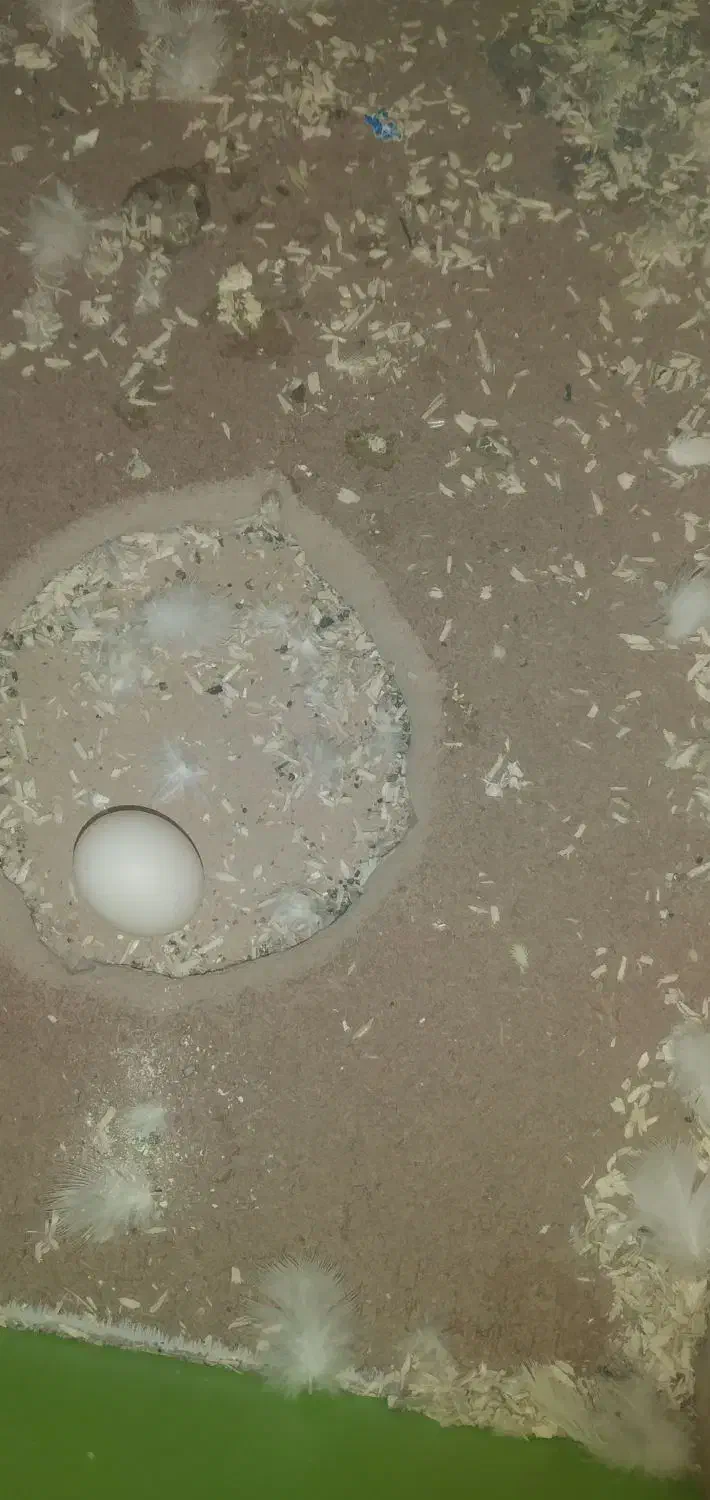 عروس هلندی|پرنده|رومشکان, |دیوار