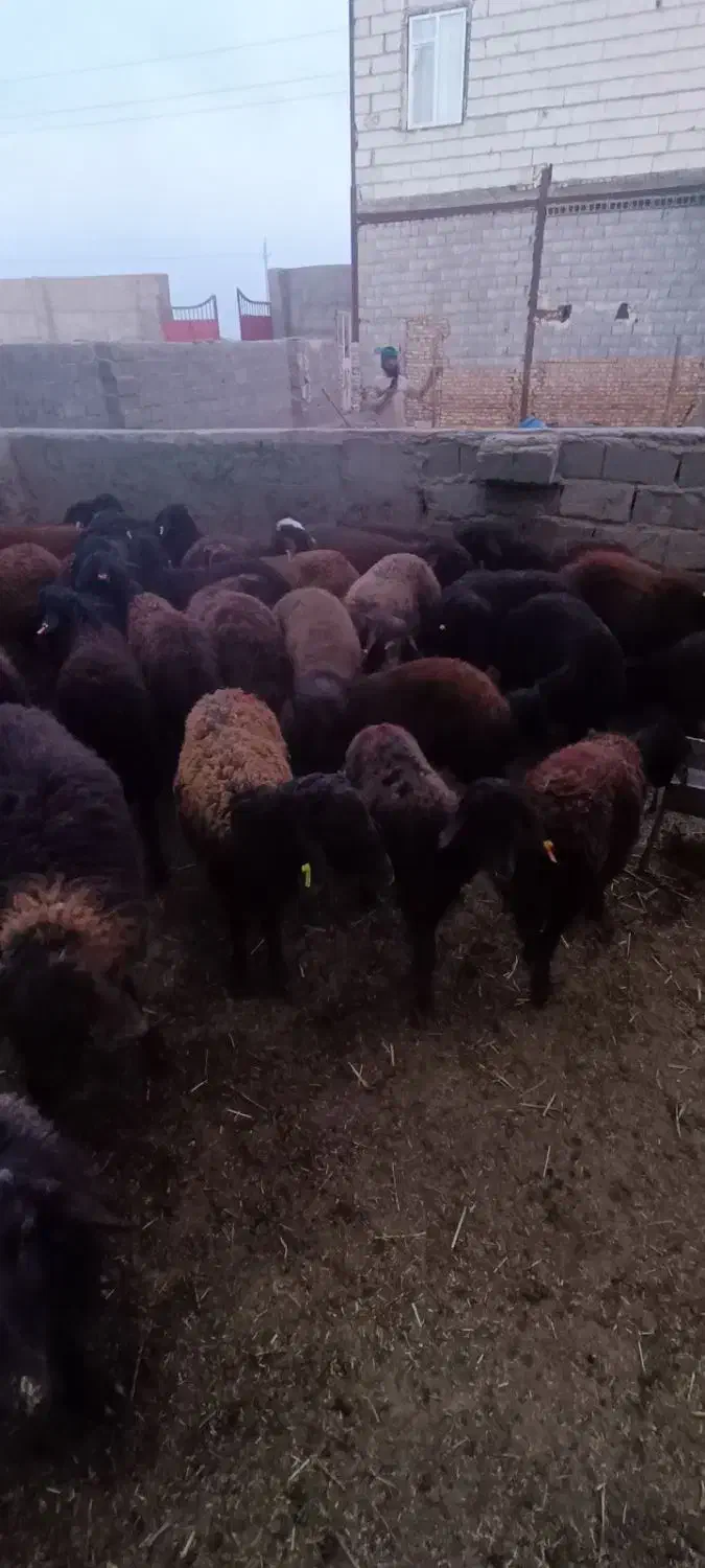 بره غزل افشار م|حیوانات مزرعه|قرچک, داوود آباد|دیوار