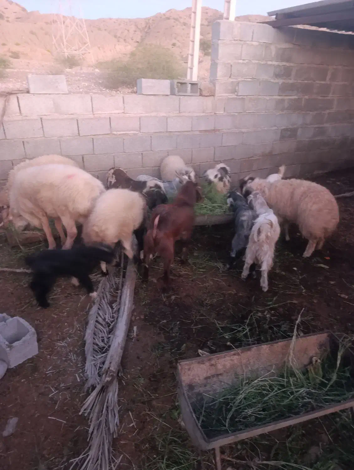 بره غوچ کهر نر|حیوانات مزرعه|میناب, |دیوار