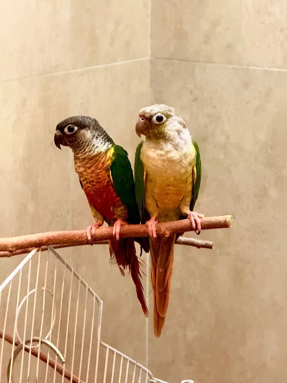 جفت گرینچیک|پرنده|تبریز, |دیوار