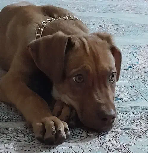 پیتبول حرفه ای|سگ|بجنورد, |دیوار