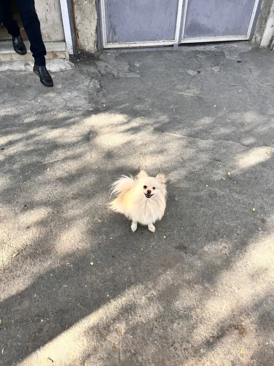 سگ پامر|سگ|اراک, |دیوار