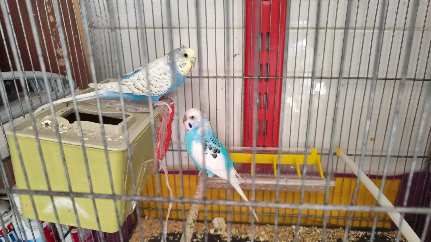 مرغ عشق رنگین کمانی|پرنده|قم, هفت تیر|دیوار