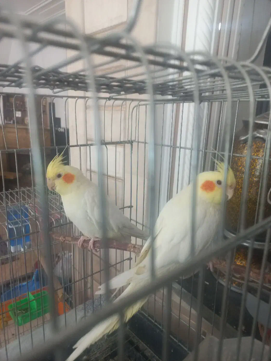 فروش یک جفت عروس هلندی|پرنده|شیراز, سایت اداری|دیوار