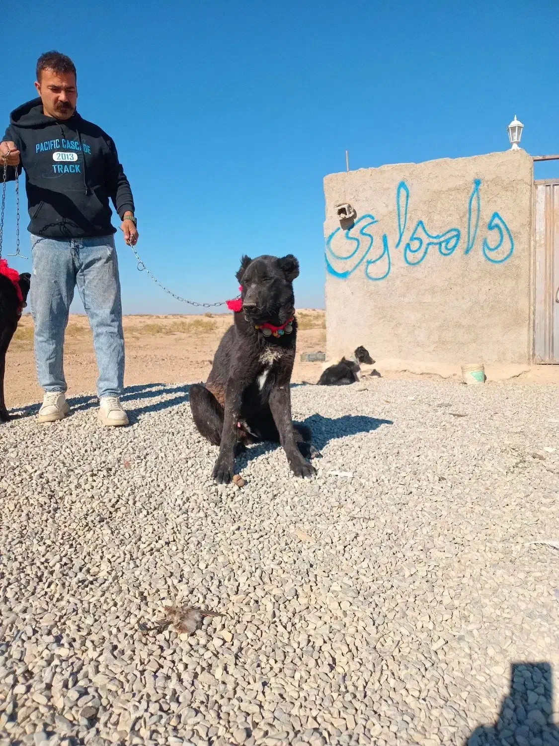 توله نر سرابی|سگ|جوادآباد, |دیوار