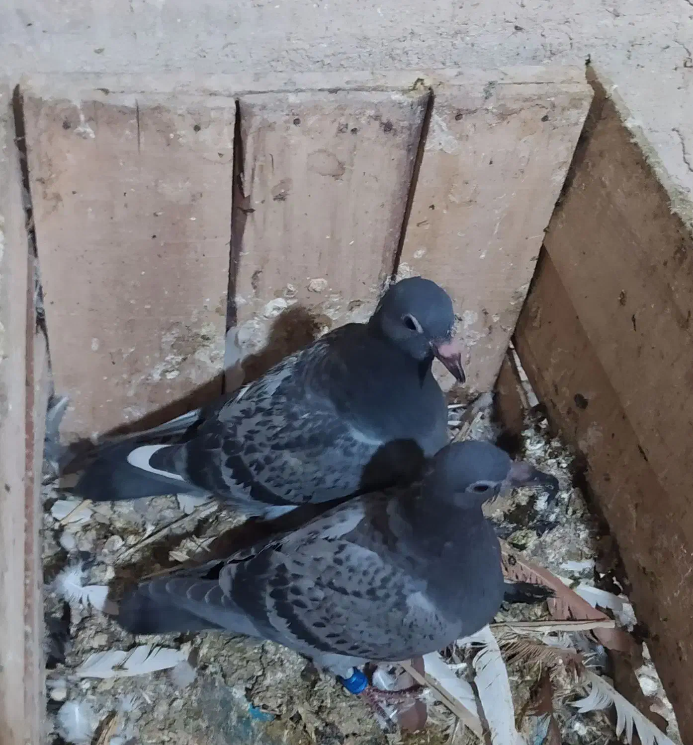 جوجه پلاکی|پرنده|خرم‌آباد, |دیوار