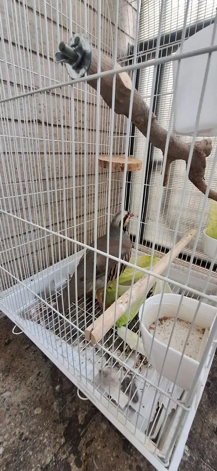 بلدرچین|پرنده|تهران, جوانمردان (اندیشه)|دیوار