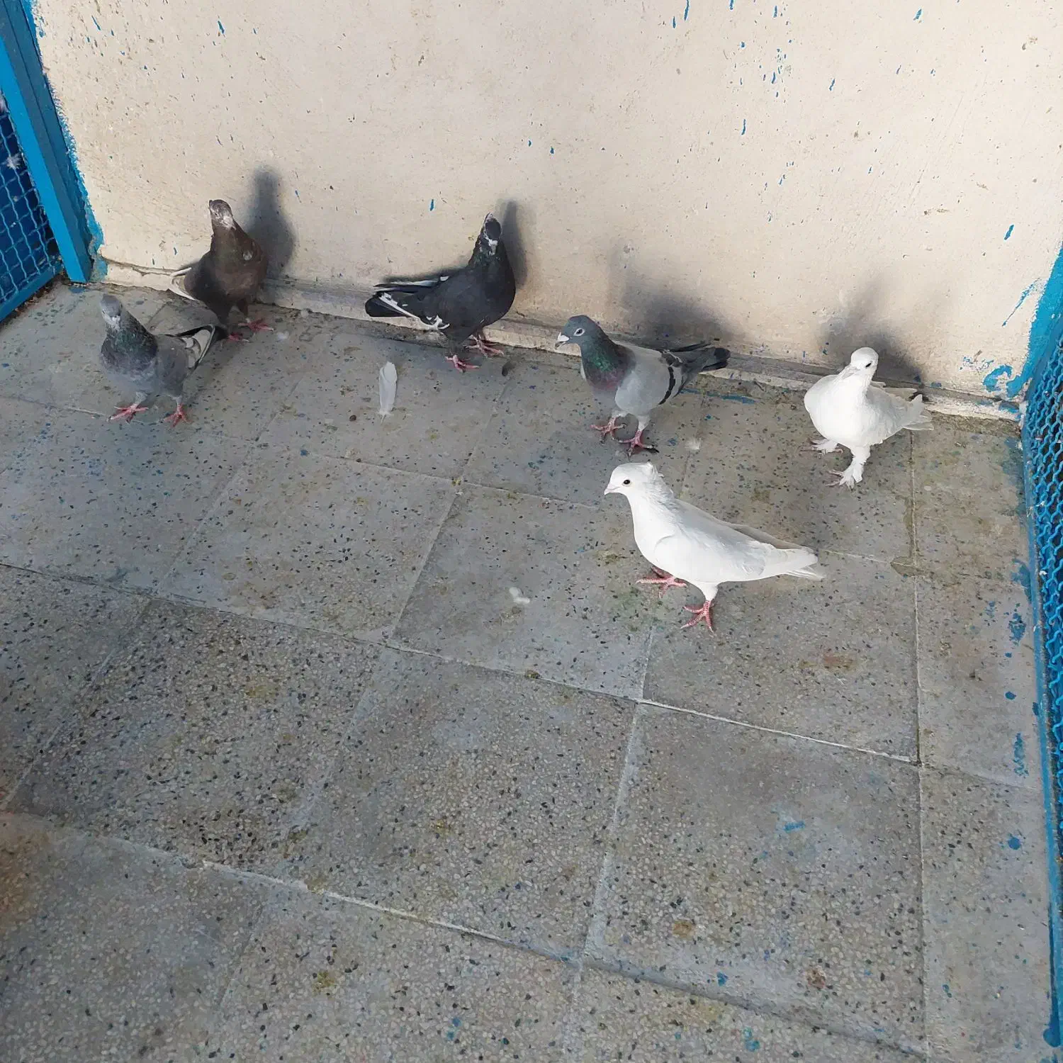 کفتر ماده بهبونی شهری|پرنده|شیراز, شهرک رضوان|دیوار