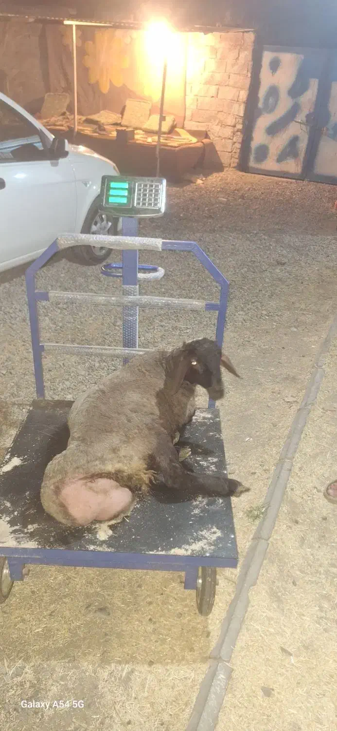 بره پروار شده گوسفنده زنده|حیوانات مزرعه|هشتگرد, قاسم آباد بزرگ|دیوار