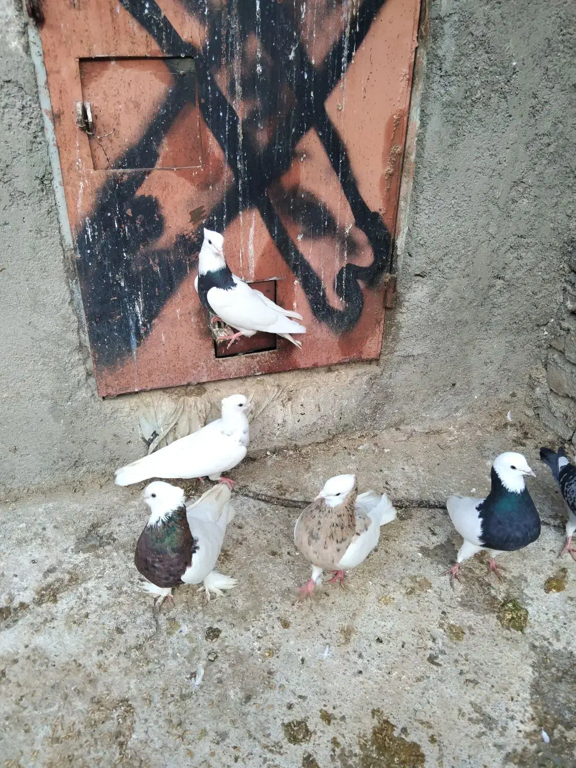 طوقی سیاه|پرنده|گالیکش, |دیوار