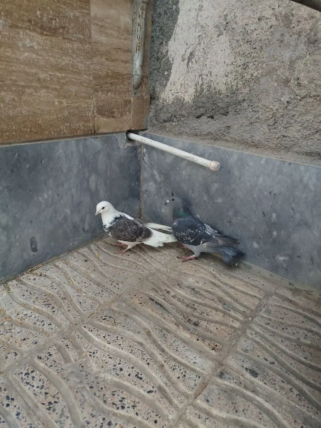 پشتدار  پرشی|پرنده|اردبیل, |دیوار