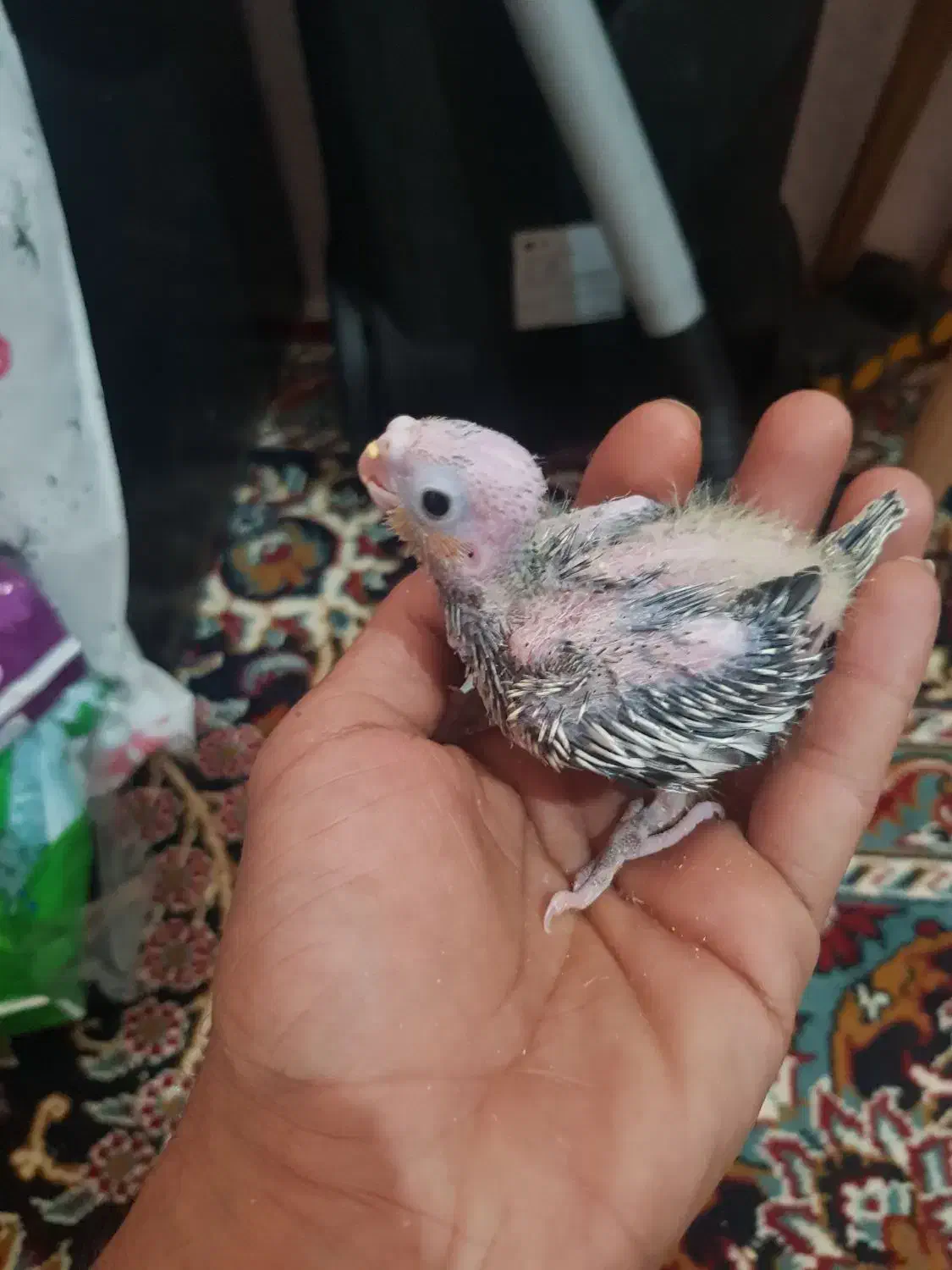 باسلام تعدادی جوجه عروس سرلاکی|پرنده|تربتحیدریه, داروپخش|دیوار