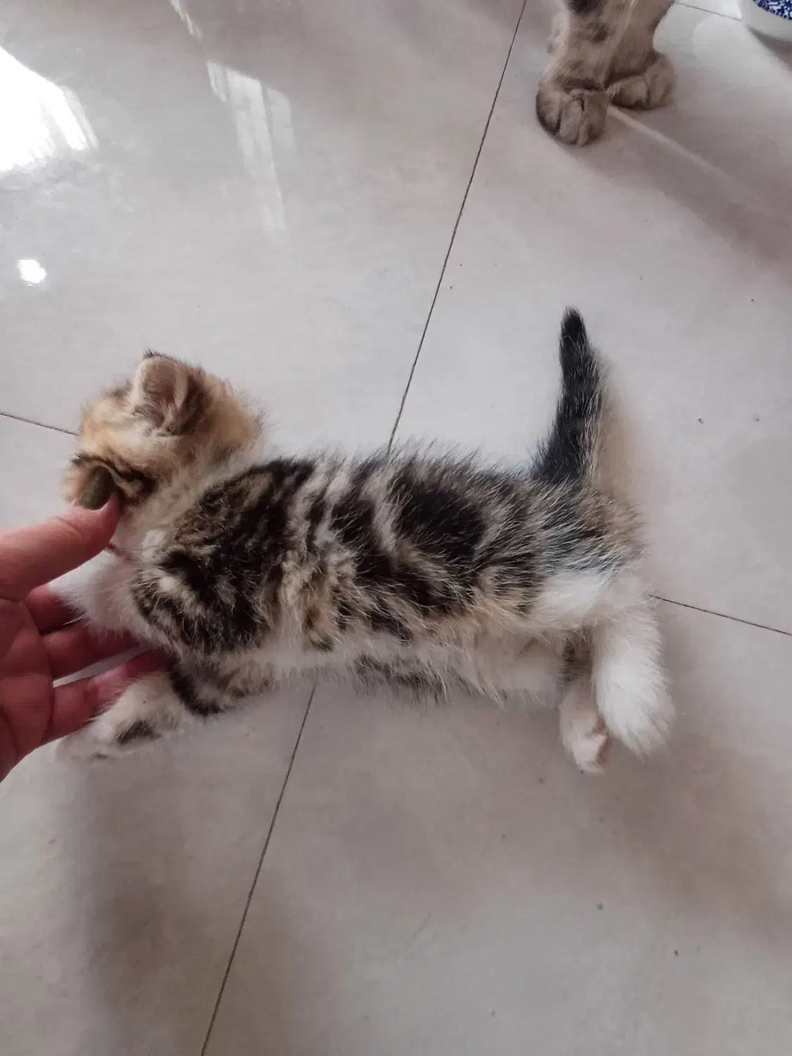 بچه گربه نر چینچیلا|گربه|دماوند, گیلاوند|دیوار