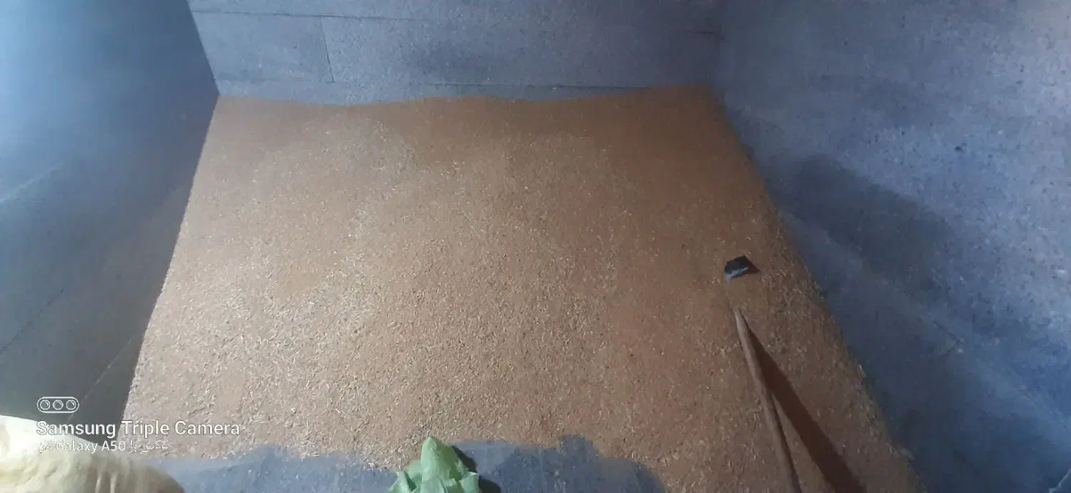 فروش گندم بذری دیم آذر ۲|عمدهفروشی|فریمان, |دیوار