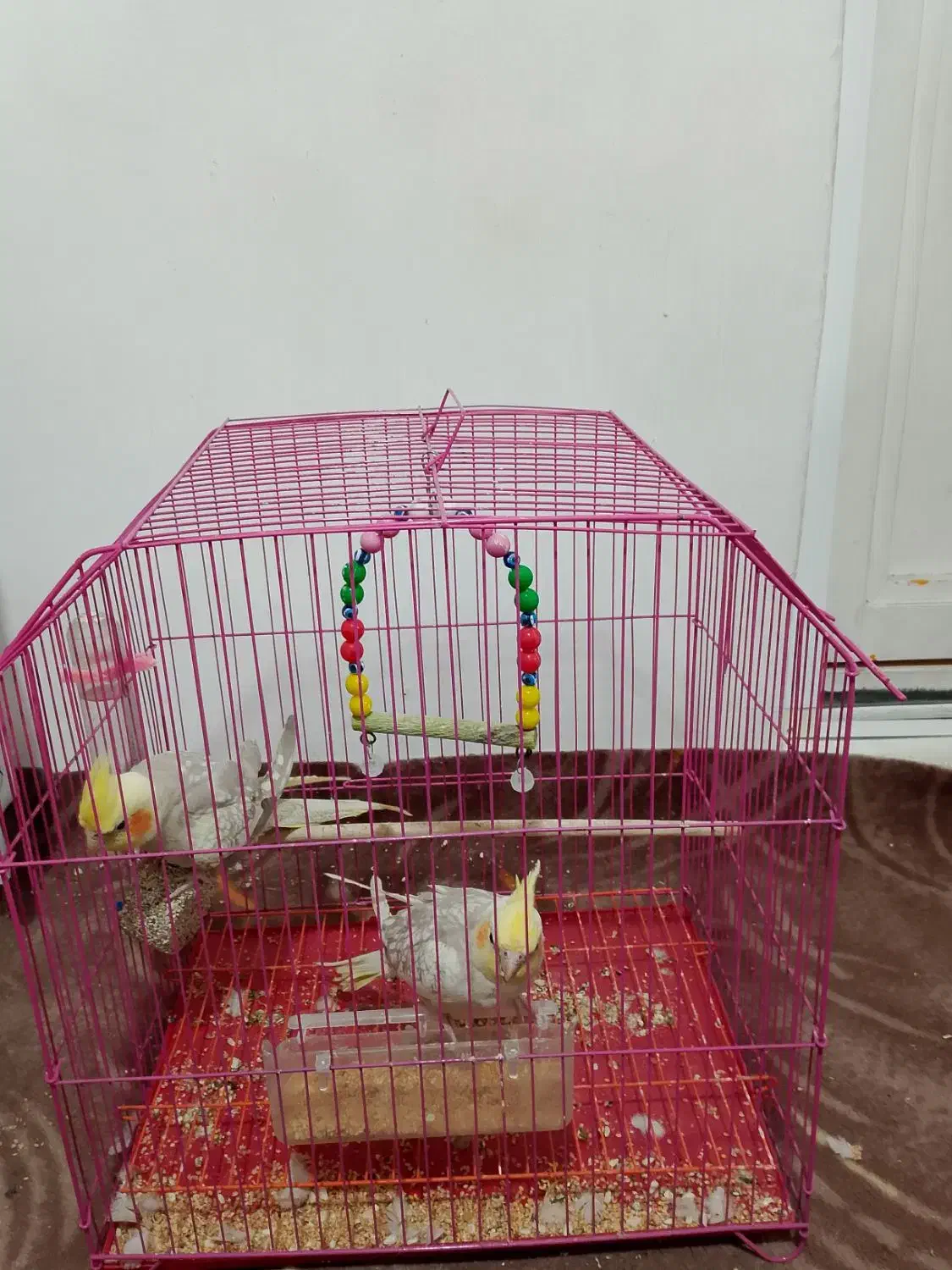 فروش عروس هلندی|پرنده|آستارا, |دیوار