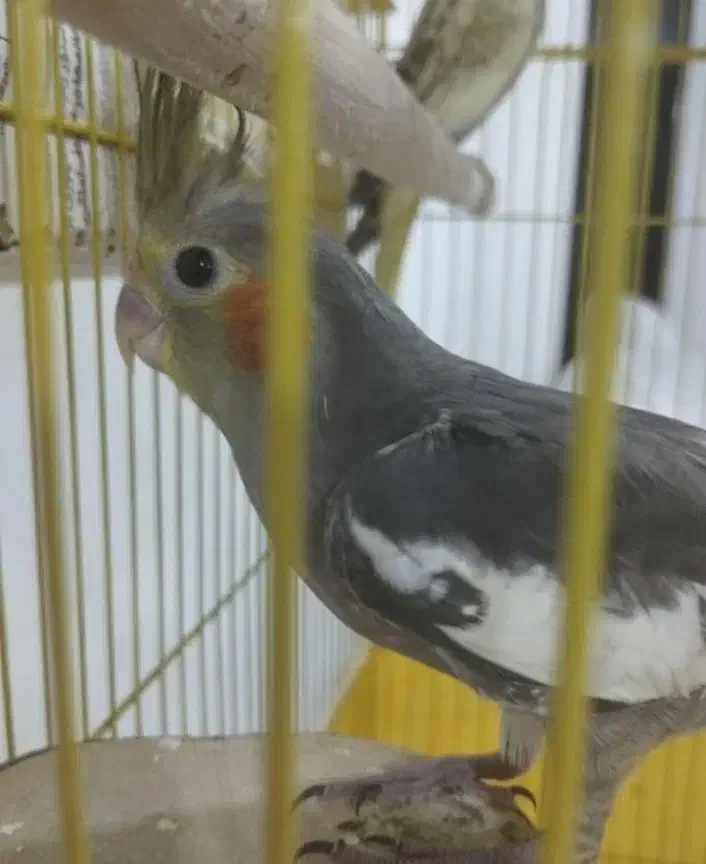 پرنده|پرنده|رشت, هلال احمر|دیوار