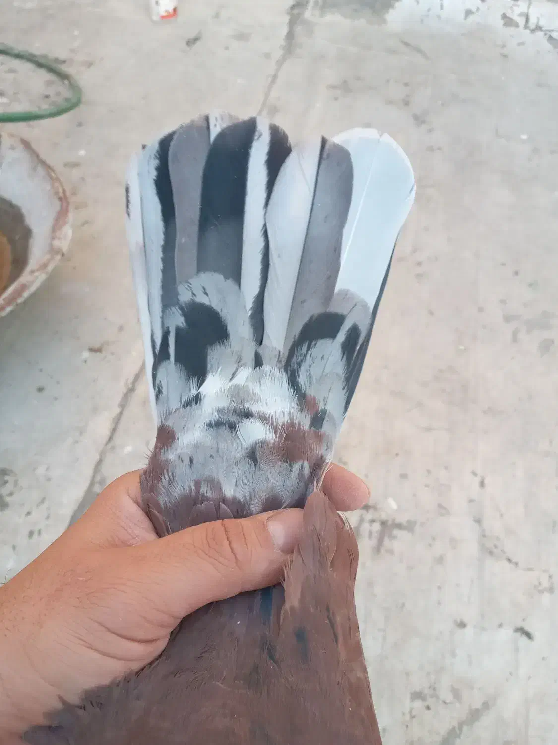 کفتر سرخ عتیقه|پرنده|برخوار, |دیوار