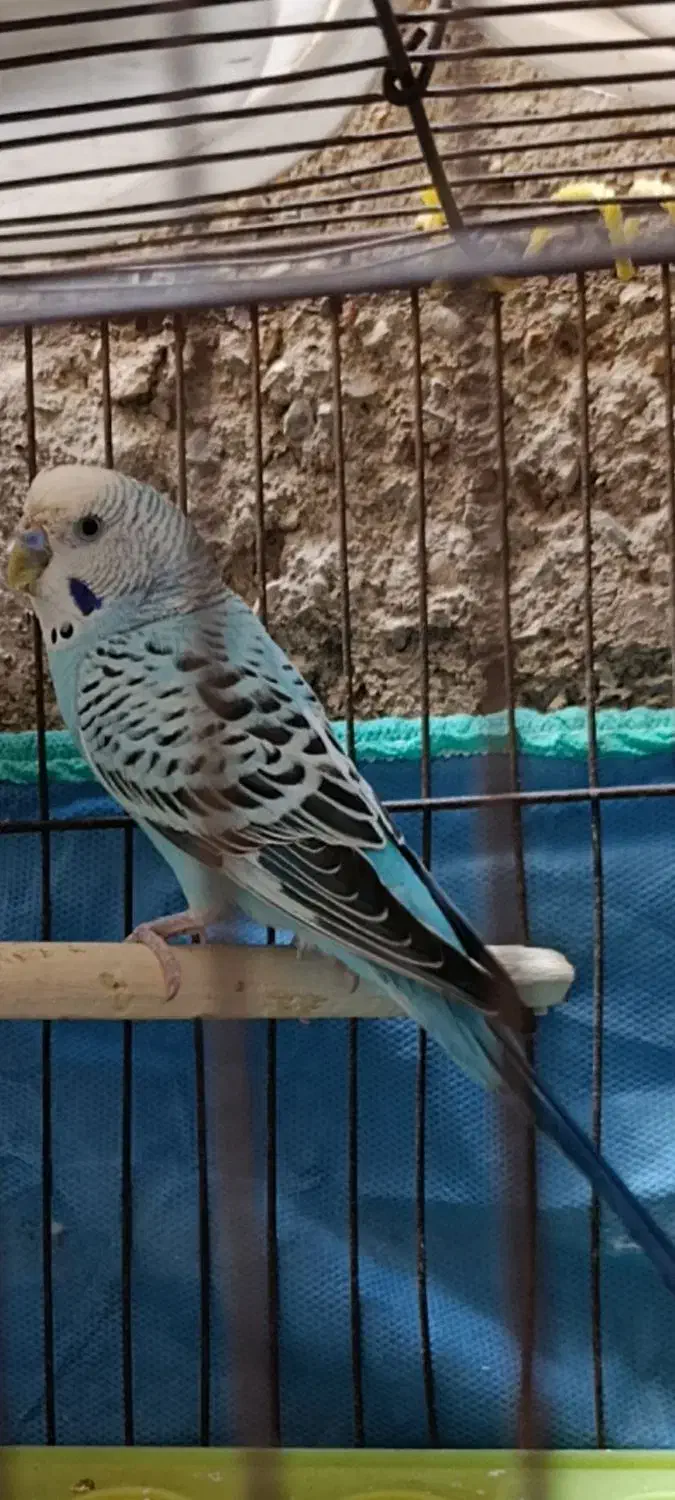 نرمعاوضه باماده|پرنده|حمیدیه, |دیوار