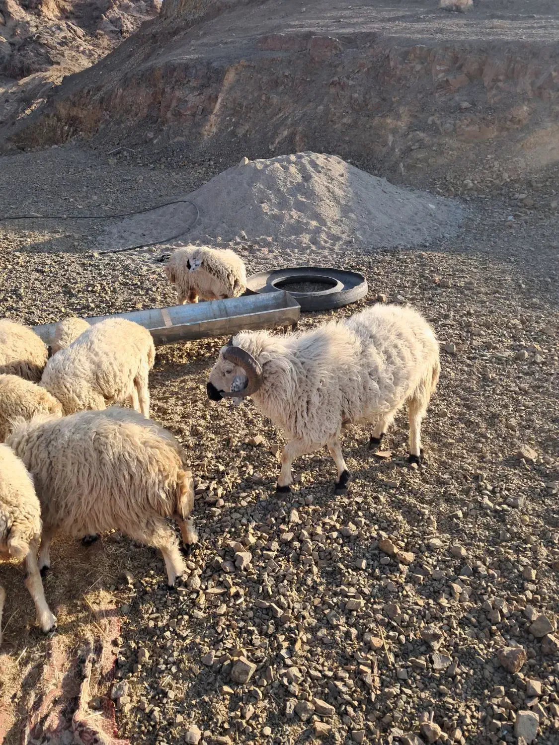 قوچ بزرگ وچاق آمد وکشتن|حیوانات مزرعه|درب بهشت, |دیوار