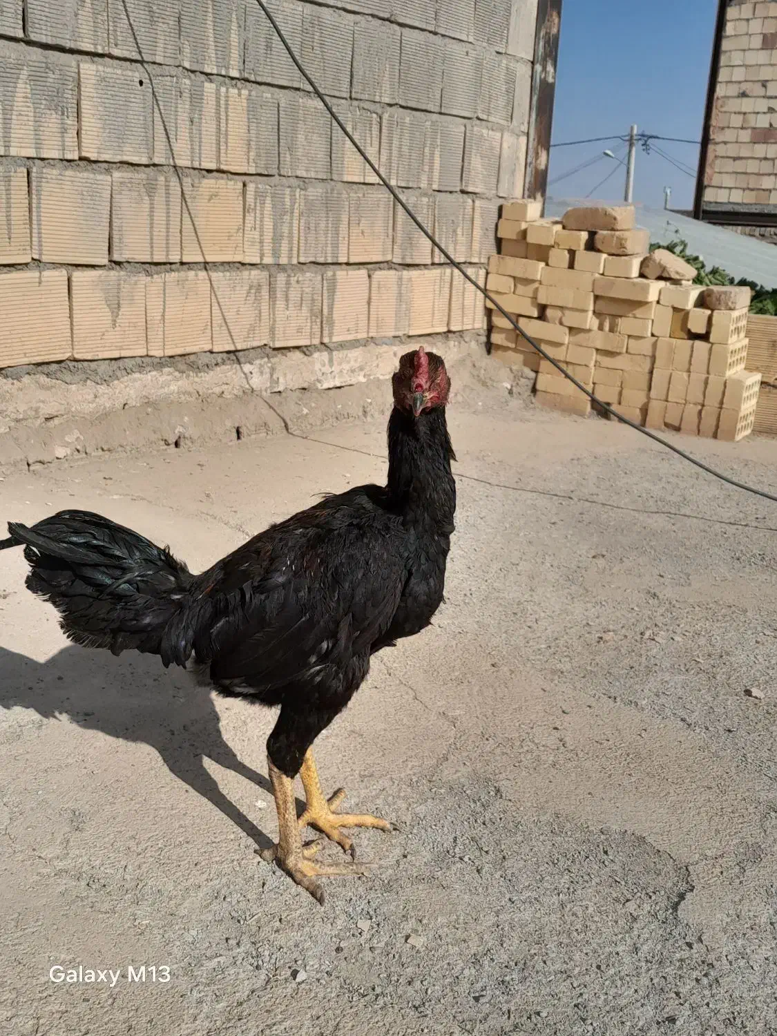 یک عدد جوجه شش ماهه خروس|حیوانات مزرعه|عطاملک, |دیوار