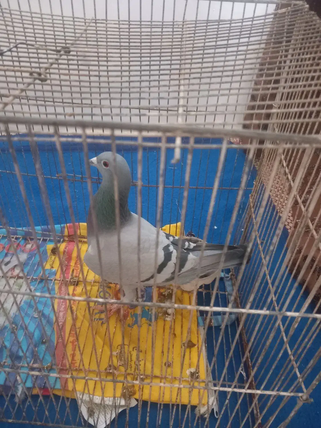 یه عدد کفتر ماده معاوضه دارم|پرنده|مشهد, ایثار|دیوار