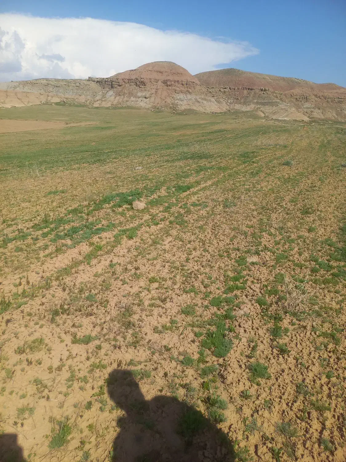 زمین کشاورزی|فروش زمین و ملک کلنگی|خواجه, |دیوار