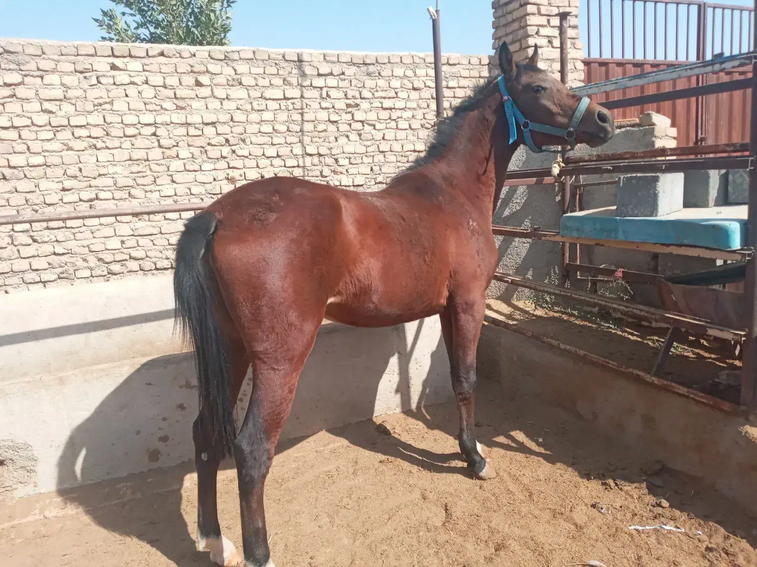 مادیان عرب|اسب و تجهیزات اسب‌سواری|تهران, فرحزاد|دیوار