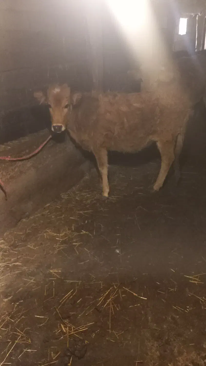 فروش گوساله ماده|حیوانات مزرعه|منجوان, |دیوار