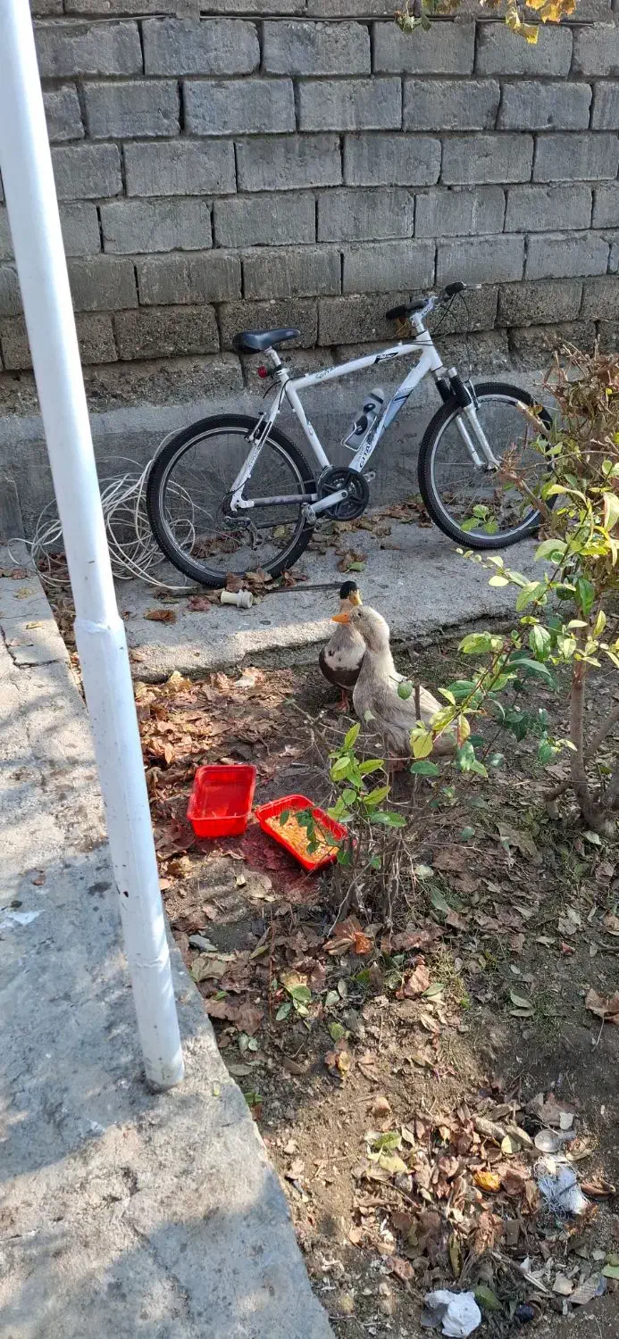 فروش اردک|حیوانات مزرعه|نوشین شهر, |دیوار