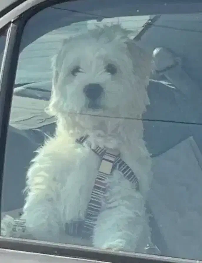 پت .|سگ|شوشتر, |دیوار