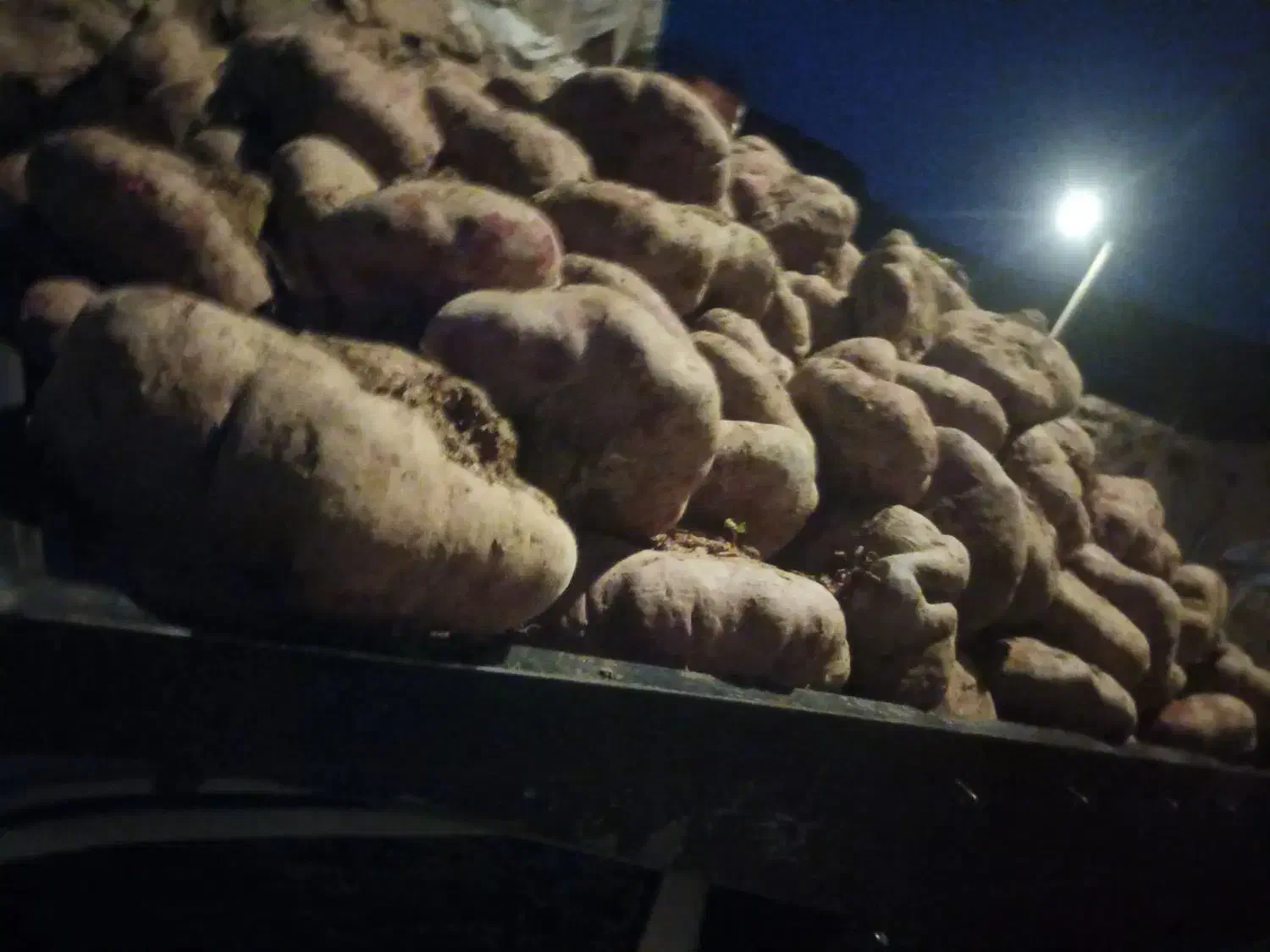 چغندر|خوردنی و آشامیدنی|دشتابی, |دیوار