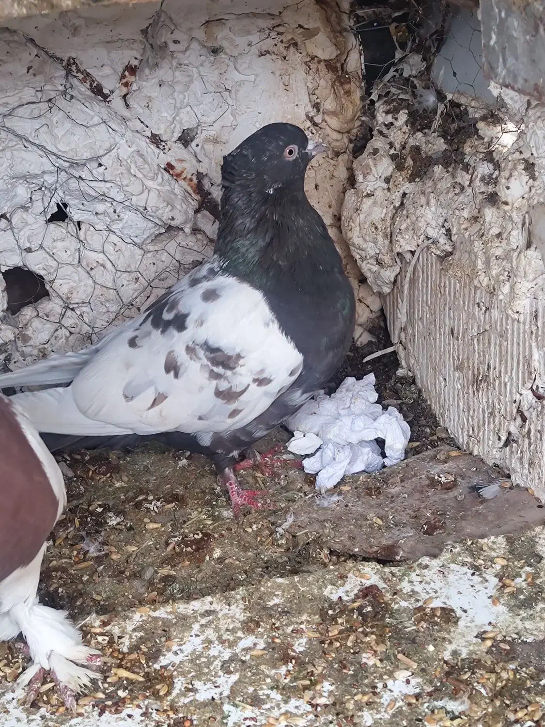 کبوتر پلاکی ورنگی|پرنده|کرمان, |دیوار