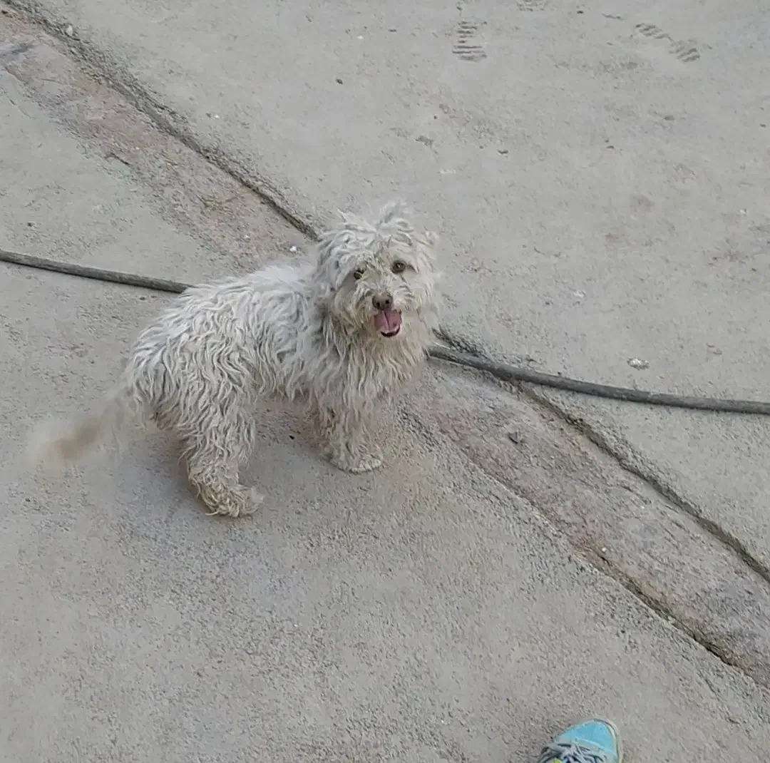 سگ ماده|سگ|همدان, |دیوار