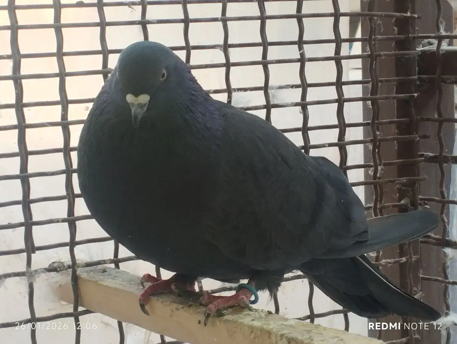 کفتر زاغ|پرنده|تهران, شهرک رضویه|دیوار