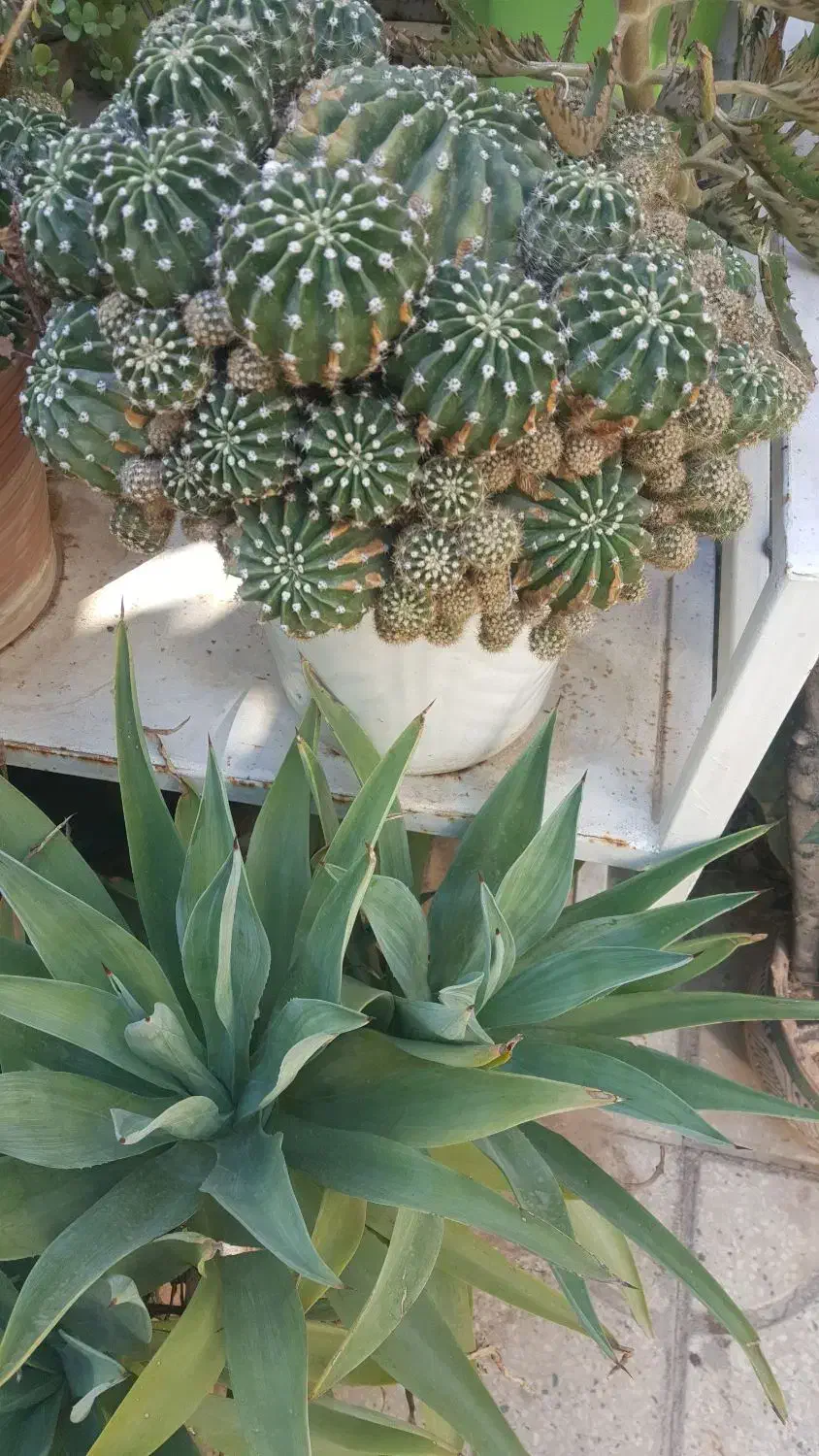 فروش گل|گل و گیاه طبیعی|شیراز, کیان شهر|دیوار