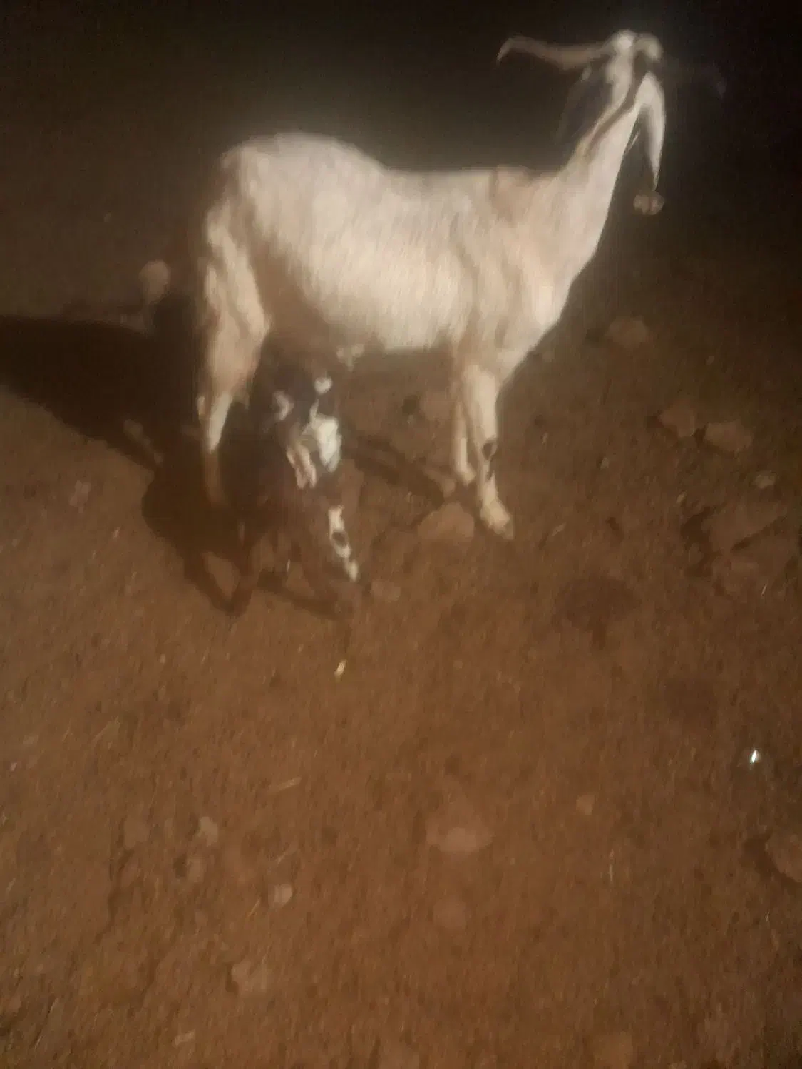 یک عدد بز زاییده دو قلو|حیوانات مزرعه|سبزوار, قصبه غربی|دیوار