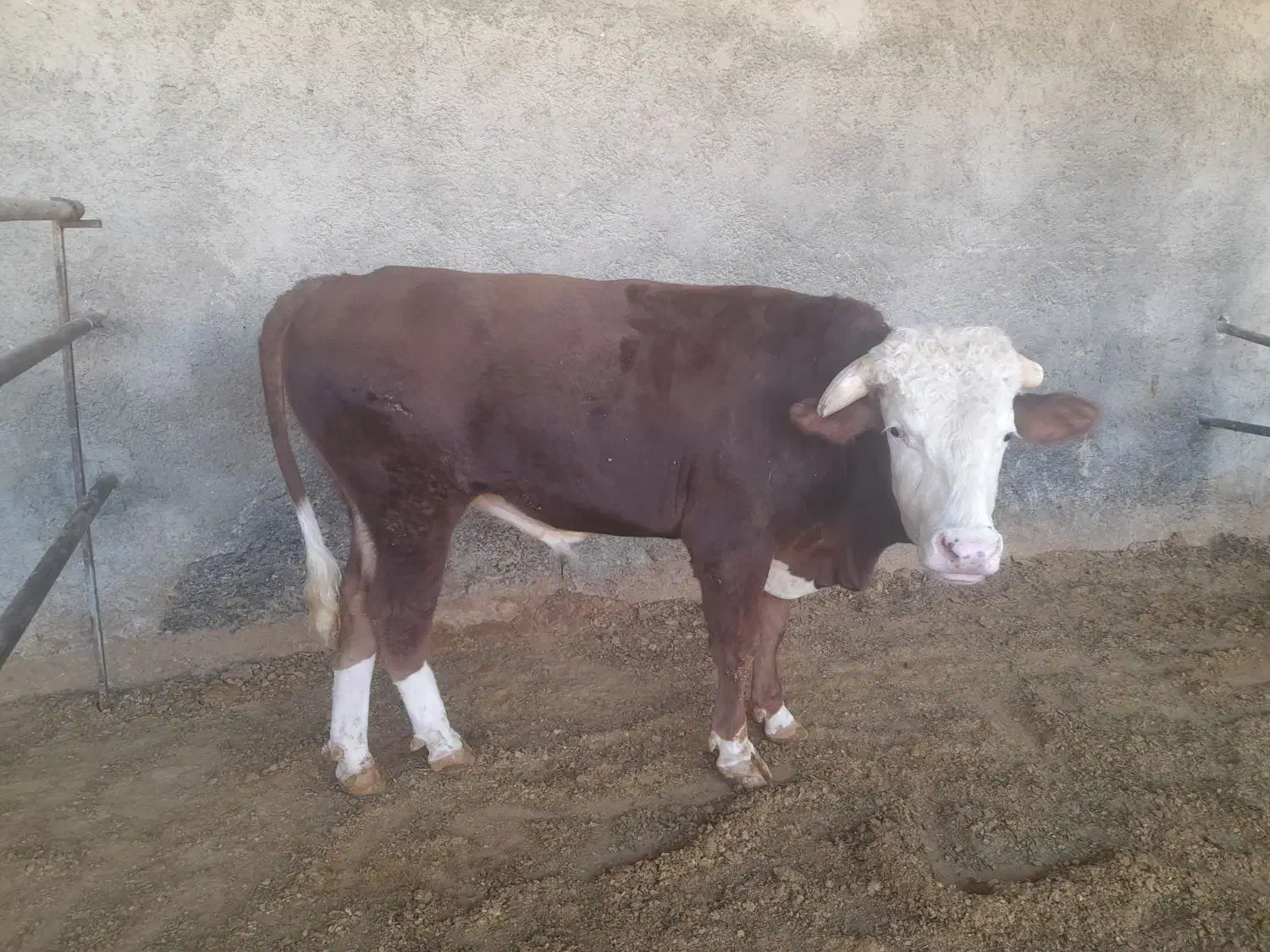 گوساله سیمینتال|حیوانات مزرعه|چرداول, |دیوار
