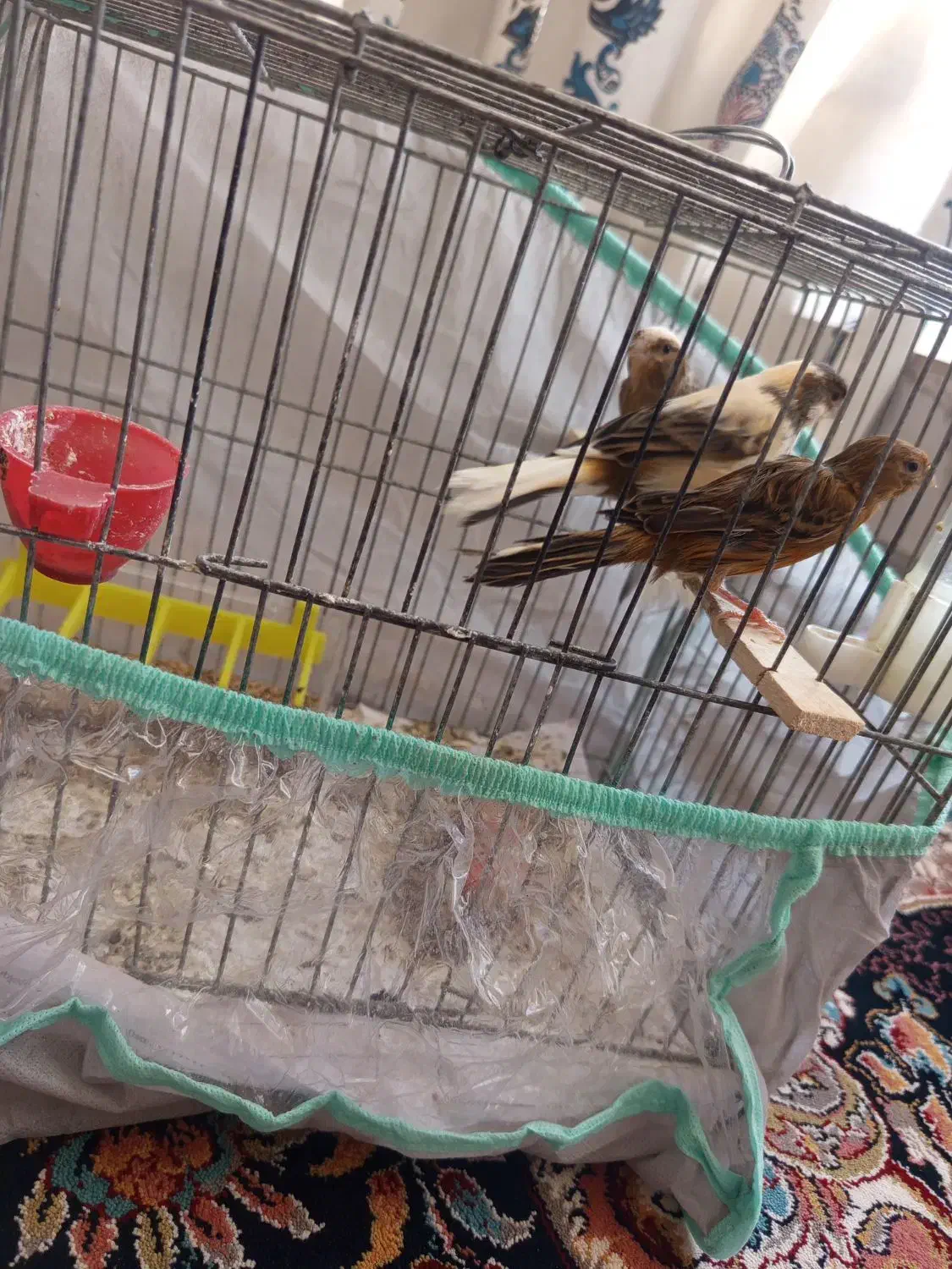 قناری ماده|پرنده|داراب, |دیوار